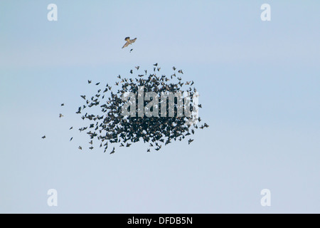Starling Sturnus vulgaris flock being attacked by raptor Stock Photo