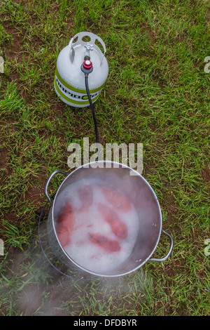 Lobsters in a boiling, steaming pot that is powered by a propane tank, outside at Prince Edward Island, Canada. Stock Photo