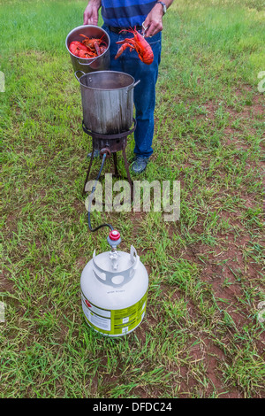 A Canadian man preparing lobsters in a boiling pot outside on Prince Edward Island, Canada. Stock Photo