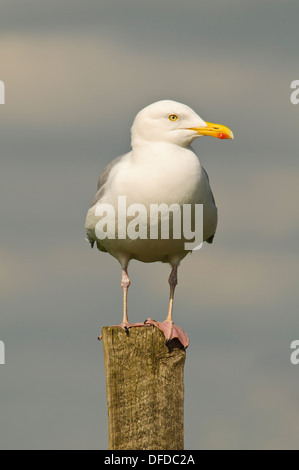 A herring gull (Larus argentatus) perched on a wooden fence post at Newgale in Pembrokeshire, Wales. May. Stock Photo