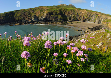 Thrift (Armeria maritima) flowering on the clifftops at St David's Head in Pembrokeshire, Wales. May. Stock Photo