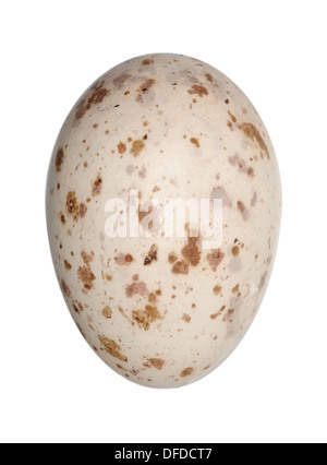 工芸品  birds festive mistle thrush egg 工芸品 birds festive mistle thrush egg Mistle thrush eggs hi