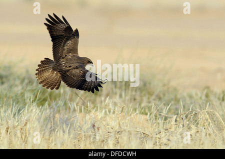 Steppe Buzzard - Buteo buteo vulpinus Stock Photo