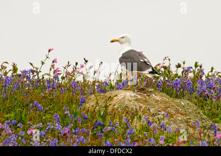 An adult lesser black-backed gull amid a swathe of bluebells (Hyacinthoides non-scripta) and red campion (Silene dioica)