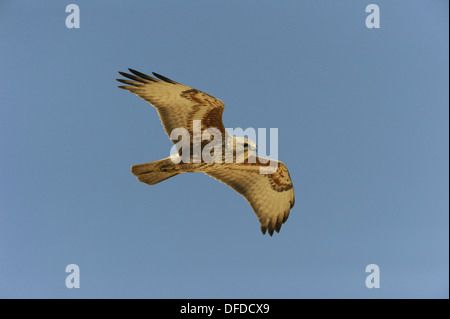 Steppe Buzzard - Buteo buteo vulpinus Stock Photo