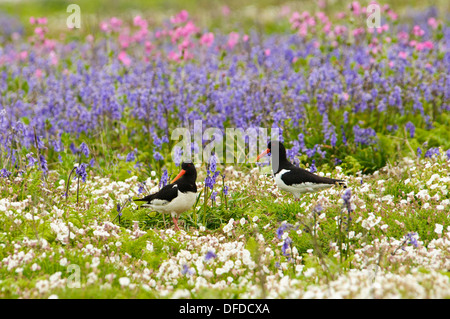 Oystercatchers amid bluebells (Hyacinthoides non-scripta), red campion (Silene dioica) and sea campion (Silene uniflora) Stock Photo