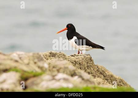 An oystercatcher (Haematopus ostralegus) standing on a cliff edge on the island of Skomer, Pembrokeshire, South Wales. May. Stock Photo