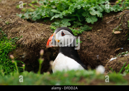 An adult Atlantic puffin (Fratercula arctica) emerging from its burrow on the island of Skomer, Pembrokeshire, Wales. May. Stock Photo