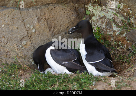 Razorbill (alca Torda) Pair Turning Egg Bempton Cliffs Yorkshire Gb Uk 