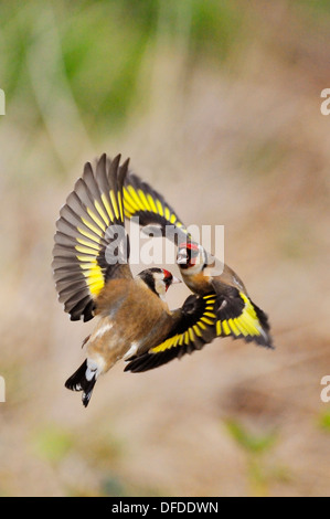 Goldfinch Carduelis carduelis Stock Photo