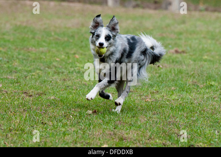 border collie retrieving tennis ball Stock Photo