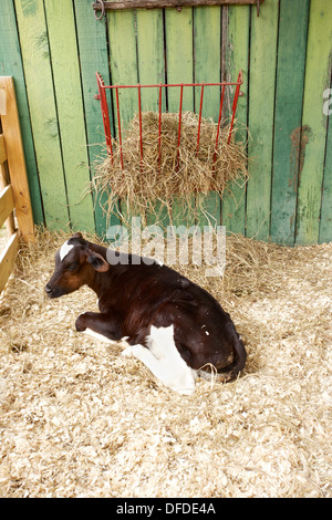 black and white calves in stall on farm Stock Photo - Alamy