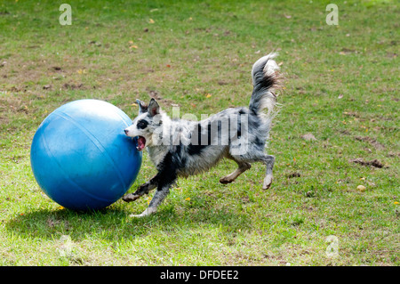 herding ball border collie