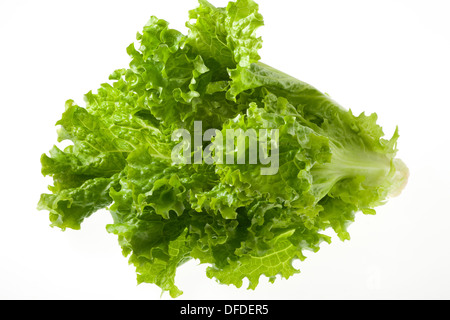 フラワー・リース sunny lettuce sunny-leaf-lettuce-dfder5.jpg