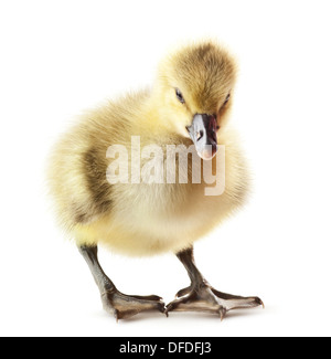 little gosling isolated on white background Stock Photo