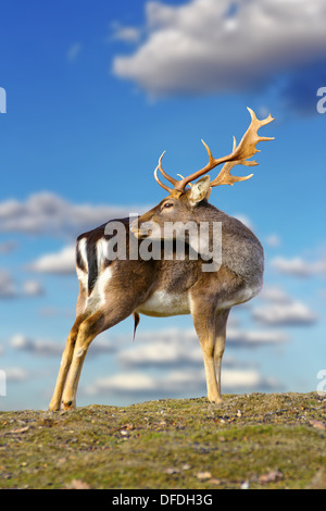 beautiful fallow deer buck ( dama dama ) standing on top of the hill over blue sky background Stock Photo