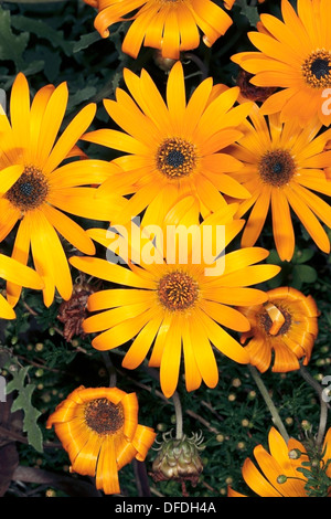 Trailing Arctotis Flowers- Arctotis stoechadifolia- Family Asteraceae Stock Photo