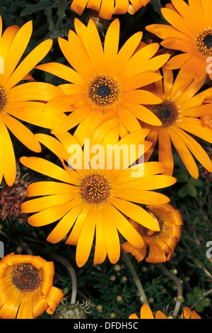 Trailing Arctotis Flowers- Arctotis stoechadifolia- Family Asteraceae Stock Photo