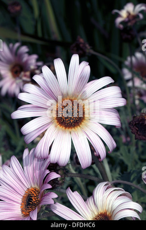 Close-up of Tufted Arctotis - Arctotis acaulis- Family Asteraceae Stock Photo