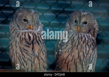A Pair Of Ural Owls. (Strix uralensis) Stock Photo