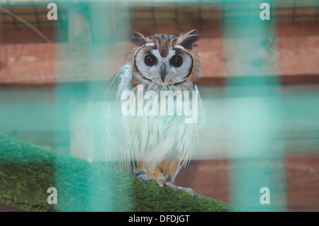Captive 'Southern White Faced Scops Owl' Stock Photo