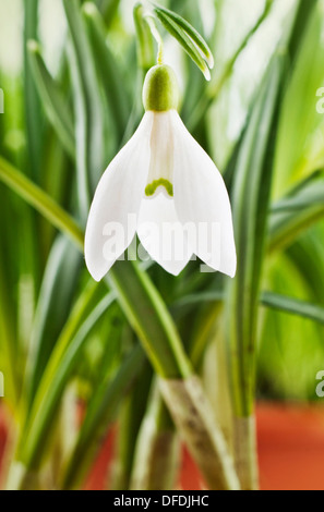 Fresh snowdrop on green background. Natural composition Stock Photo