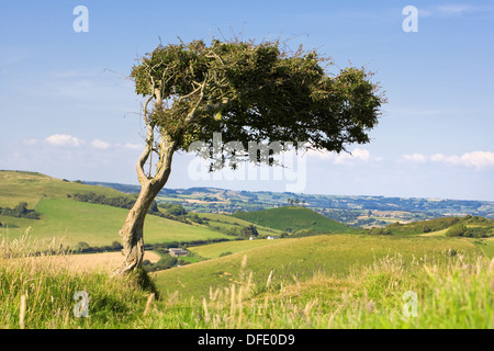 Single tree on top of a windswept hill, surrounded by lush Dorset countryside, England, UK. Stock Photo