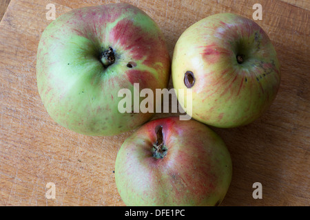 UK Hertfordshire windfall Bramley cooking apples Stock Photo