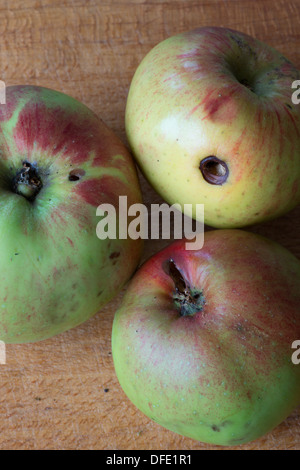 UK Hertfordshire windfall Bramley cooking apples Stock Photo