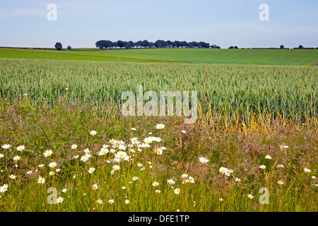 Wild daisies growing on the edge of a wheat field in the South Downs National Park Stock Photo