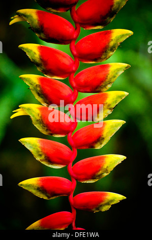 Photograph of Tropical wild flower Heliconia caribaea, top and stem in nature
