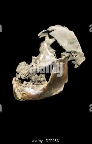 australopithecus platypus skull