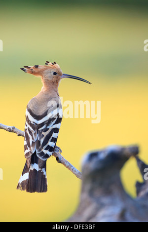 Common Hoopoe (Upupa epops) perched on branch. Lleida. Catalonia. Spain. Stock Photo
