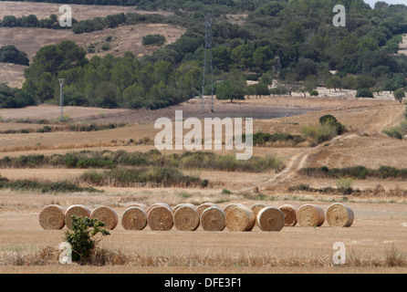 Straws seen on a field in the Spanish Balearic island of Mallorca. Stock Photo