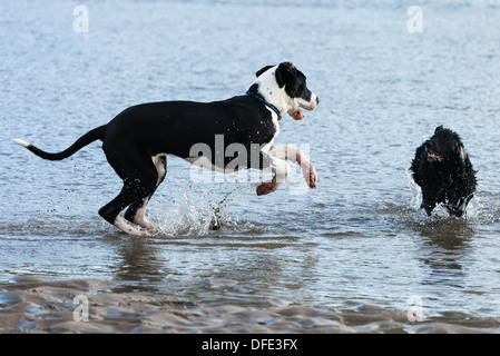 Braelynn, a Great Dane, and Bowden, a Silver Lab owned by employees of Pet  Paradise, try out the new pool in TIAA Bank Field during a preview of the  new in-stadium dog