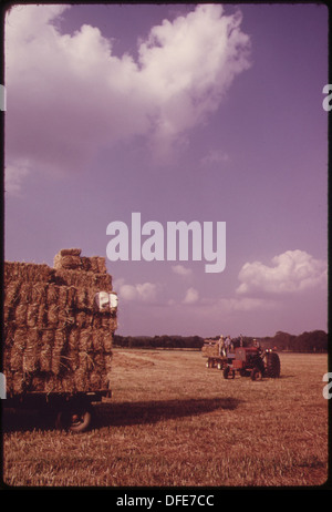 FARM ON ROUTE 35 NEAR PT. PLEASANT. IN THIS SECTION, THE KANAWHA RIVER VALLEY WIDENS, AND INDUSTRY GIVES WAY TO... 551168 Stock Photo