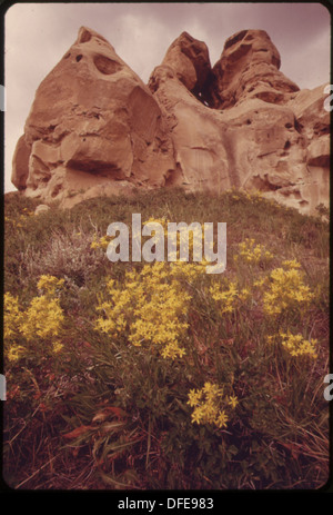 FLOWERS AND ROCK FORMATIONS AT THE ROY FLY RANCH IN SARPY BASIN 549228 Stock Photo