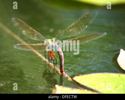 dragonfly floating on the water surface Stock Photo