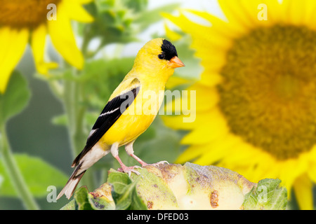 American goldfinch male by sunflower blossoms Stock Photo