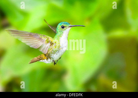 Andean Emerald Hummingbird (Amazilia franciae) in flight - Mindo, Ecuador. Stock Photo