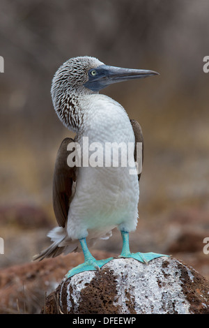 Blue footed Booby (Sula nebouxii) - North Seymour, Galapagos Islands. Stock Photo