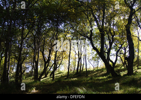 The walnut forest in Arslanbob, Kyrgyzstan Stock Photo