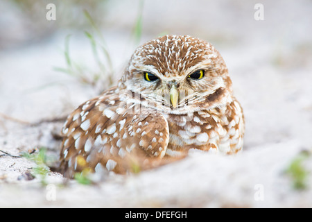 Burrowing Owl (Athene cunicularia) in its burrow - Cape Corale, Florida. Stock Photo