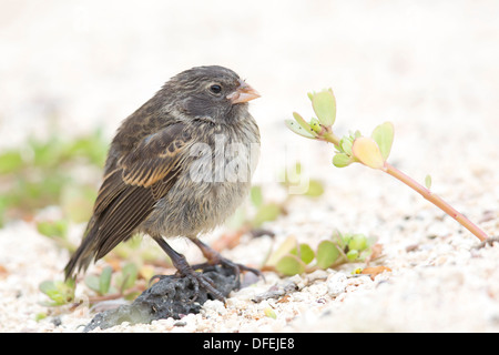 Galapagos Medium-ground Finch (Geospiza fortis) female eating leaves - Santa Cruz, Galapagos Islands. Stock Photo