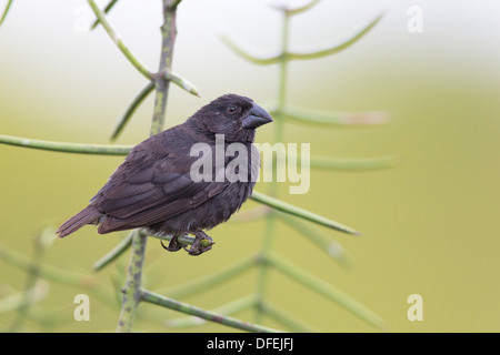 Galapagos Medium Ground Finch (Geospiza fortis) - Isabela Island, Galapgos Island. Stock Photo