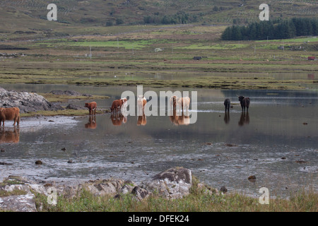 Highland cows in sea loch. Isle of Mull. Scotland Stock Photo