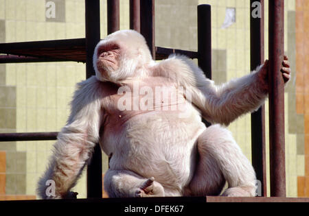 Copito de nieve, gorila albino. Zoológico de Barcelona Stock Photo - Alamy