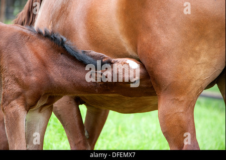 Chestnut horse with foal suckling in farm field. Colombia, South America Stock Photo