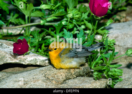 Prothonotary Warbler, Protonotaria citrea, on rocks by native wildflowers- Missouri Stock Photo