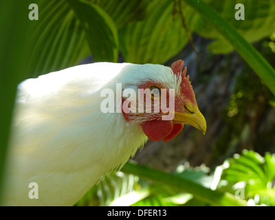 Young White rock chicken peeking between leaves of hosta plant, Maine, USA Stock Photo